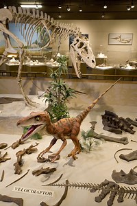 Dickinson Museum Center
