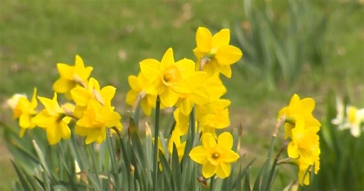 Allergy specialist explains elevated pollen levels, best ways to treat season