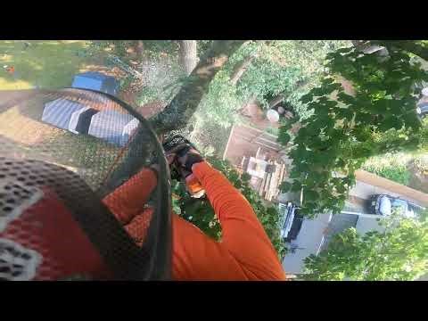 How to cut down a maple tree with ZERO drop zone
