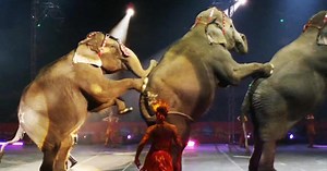Elephants to disappear from Ringling Bros. circus