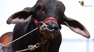 98 reactions · 4 comments | KNOCK KNOCK! LOOK WHO IS BACK  THE GIANT COLLECTION 2020 ❤MASHALLAH❤  APACHE  ALLAH S.W.T PROTECT HIM FROM EVIL EYE❤ STAY TUNED & STAY CONNECTED ITS GOING TO BE A BLAST  STAY HOME & STAY SAFE❤ | Pakistan Cattle Qurbani | Facebook