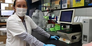 One for two: One vaccine for two tick-borne bacterial diseases » Veterinary Research and Graduate Studies » College of Veterinary Medicine » University of Florida