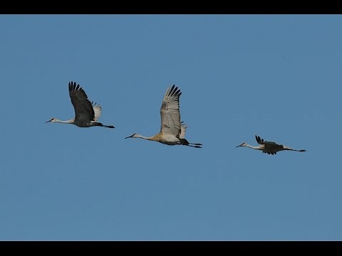 Goose Pond Fish & Wildlife Area