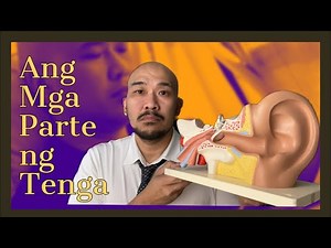 Iba’t Ibang Parte ng Tenga, at ang mga function nito.