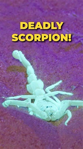 Handling The Deadliest Scorpion Alive