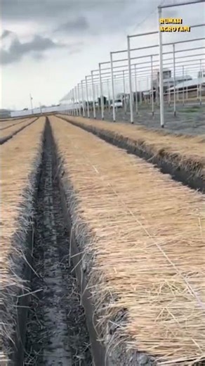 Organic Mulch with Rice Straw