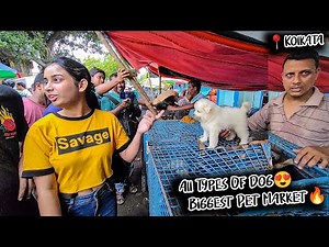 Cheap Price Dog In Kolkata | Gallif Street Pet Market Kolkata | Recent Dog Puppy Price Update | Dogs