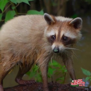 56K views · 23 reactions | Take a New Orleans swamp tour of the famous Honey Island Swamp with Cajun Encounters. You’ll glide through gator territory on a small, flat-bottomed boat and hear all about the swamp and its natural inhabitants from our local, expert captains. Book your tour online today! | Cajun Encounters Tour Company | Facebook