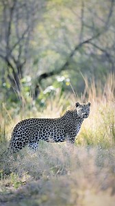 6.3K views · 283 reactions | Power to weight, the most impressive big...