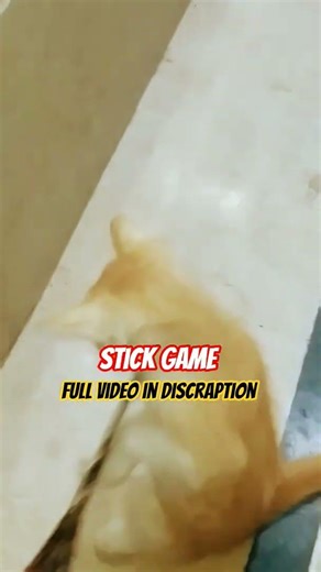 cutest cat funny reaction |full video in discraption