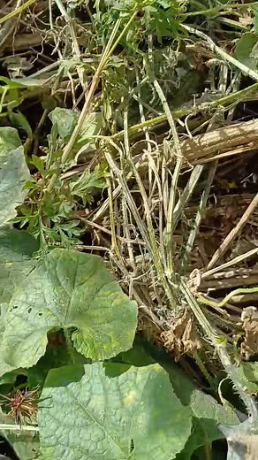 Masigi heise karida kanage | Abipalmei Abipalmei