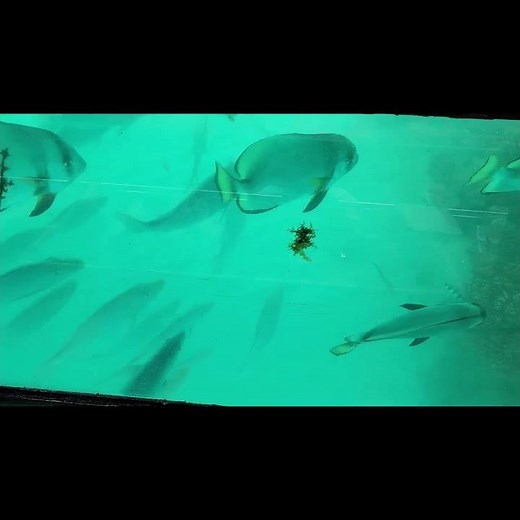 The Incredible Sea Life of the Great Barrier Reef Will Blow Your Mind. #nature #wildlife #travel