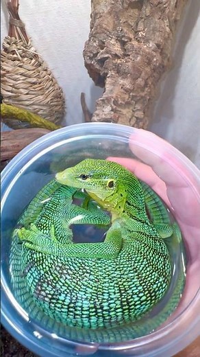 Green Tea Monitor!🦎🫖😆#greentreemonitor #treemonitor #monitorlizard #lizard #reptiles #fyp