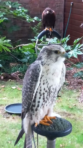 FALCON AND HAWK WEATHERING!