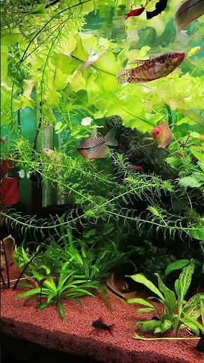 Egeria Densa has a wild growth 😱 #aquarium #freshwateraquarium #aquariumhobby #aquariumplants