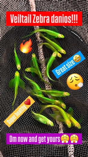 Aquatone AquaVilla on Instagram: "Veiltail zebras danios available in great size and colour!!!!!♥️♥️ Dm now and get yours🤩 . . . . . . . . . . . . . . #aquarium #fish #aquascape #fishtank #aquariumhobby #reef #aquascaping #aquariumfish #freshwateraquarium #aquariums #plantedtank #aquariumlife #tropicalfish #reeftank #plantedaquarium #fishkeeping #nature #cichlids #freshwater #aquariumsofinstagram #cichlid #bettafish #natureaquarium #coral #aquascaper #ikanhias #betta #saltwateraquarium #freshwa