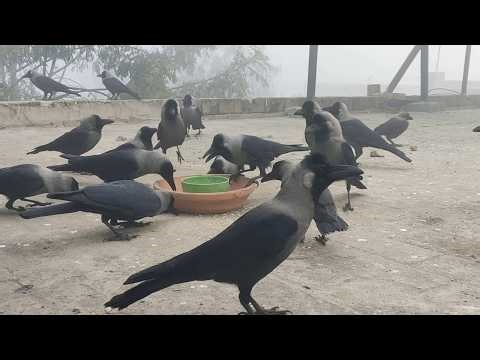 Angry Crows Feeding In Heavy Smog Weather Loud Crows Anger And Sounds