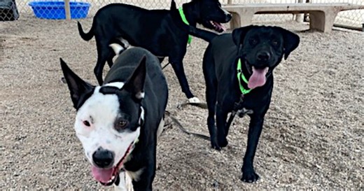 New Eastside PACC adoption center aims to give more pets a paws-itive life