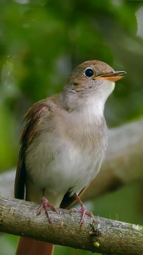 Nightingale Bird Songs – Insanely Beautiful Sound