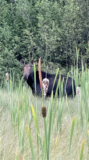 Driving home last night and saw a set of ears peeking out from the bog. Grabbed my phone and got a quick video—she’s looking healthy! 🫎 | Allagash Antlers