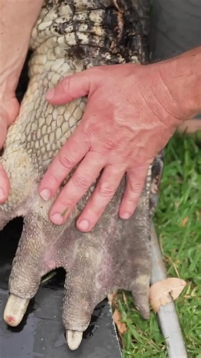 Elvis' feet are MASSIVE! 🤯 #saltwatercrocodile #elvisthecrocodile #crocodile #croc