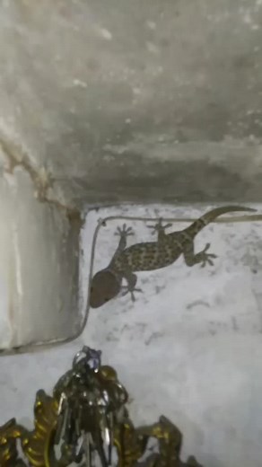 Adorable Tuko Lizard Sound Effects Compilation