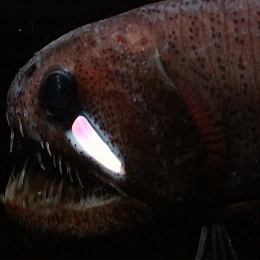 When you live in a low-light environment, like the mesopelagic zone, it is advantageous to create your own light. Echiostoma barbatum is a species of barbeled dragonfish that does just that! Its bioluminescent cheek photophore attracts the prey and its enormous jaws open more than 100° to finish the job. 🎣 | Science Channel