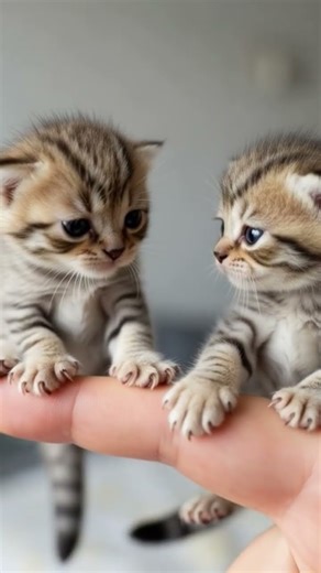 The cute little cats are having fun♥この小さい子猫たちはとても楽しそう！ #cutecat #cat