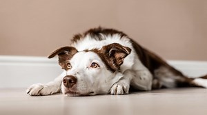 Best calming tablets for dogs to soothe and relax anxious pooches