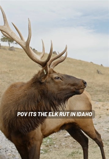 Elk rut in Idaho, Elk mating season is insane and seeing bulls bugle is something you have to see! Also if you’re looking for a great place timber butte elk ranch is a must checkout in Idaho #idaho #elkrut #bugle #elkbugle