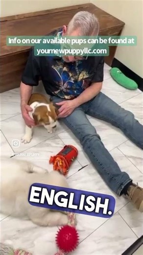 Snippet from our Friday Night Live! Live here on YouTube most Fridays. #beabull #puppyvideos