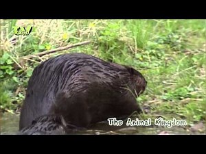 European beaver - Bever - castor fiber