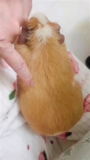 Understanding Guinea Pig Health: Signs of Illness