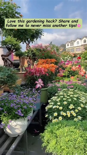 🍅 When tomatoes start to swell, that’s when the magic begins! Keep them well-fed and watered for juicy, vibrant fruit. 🌿 👉 Love easy gardening hacks? Share & follow for more! 🌸 #Tomatoes #GardeningTips #HomeGarden #PlantCare #GrowYourOwn | garden hack