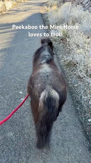 Peekaboo the Mini Horse loves to trot!