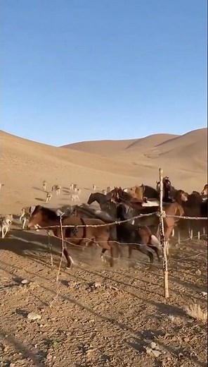 Phone-Cam Chaos: 20 Wolves vs a Horse Herd in Uzbekistan