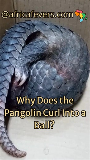 Pangolins roll into a tight ball to protect themselves, using their tough overlapping scales as armour. This simple defence makes them almost impossible for predators to bite through. ✔ Nature’s armour 🛡️ ✔ Africa’s only scaled mammal 🐾 🌍 Respect its quiet strength. | AdventurousAfrica