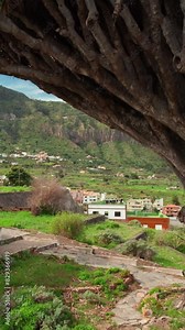 Aerial view of the famous thousand years old Dragon Tree in Icod de los Vinos town, Tenerife, Canary Islands, Spain. Drone orbit shot of the famous Drago Tree. Millenario Giant Draceana tree.
