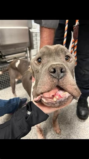 I’m sharing the story of Cheerio, a dog who was found stray in a distressing condition. Despite being microchipped, his owner expressed no interest in reclaiming him, leaving him at risk of euthanasia at the shelter. Fortunately, our rescue organization stepped in to provide care and support. Upon examination, it’s clear that Cheerio is suffering from an aggressive form of cancer that has significantly impacted his jaw. While his current demeanor is playful and eager to eat, his condition will p