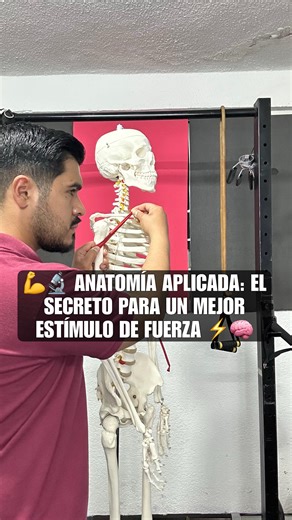 IIAFF on Instagram: "🔍💪 ANATOMÍA APLICADA: MÚSCULOS, FORMAS Y FUNCIONES 🚀🧠 💥 En este LIVE analizamos cómo la arquitectura de los músculos determina su capacidad de movimiento y fuerza. Vimos la diferencia entre un músculo largo y delgado frente a uno corto y voluminoso, qué papel juegan los músculos biarticulares, y cómo la forma (fusiforme, convergente, cuadrado o multipenniforme) explica por qué algunos músculos son más potentes o versátiles que otros. 📚 Mtro. Fernando Fonseca 👉🏽 @fitf