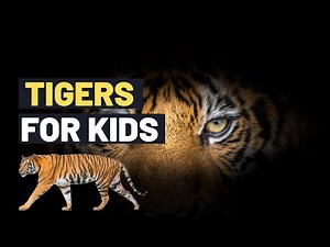 Tigers: Tigers are one of the World's most Endangered Animals