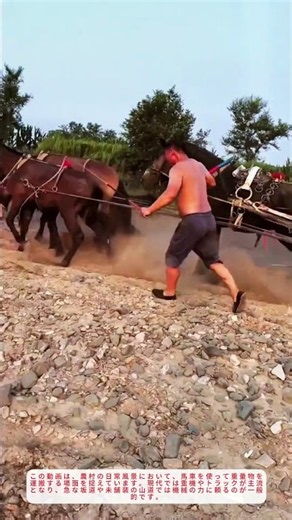 馬車で荷物運搬！見せる仕事術と馬の力に感動【農村生活】