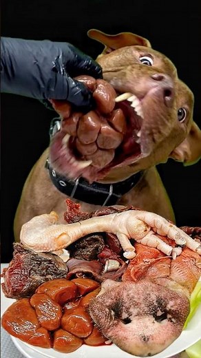 Best of Pitbull Eating Sounds #asmr