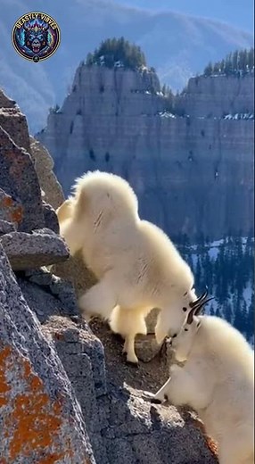Mountain goats meeting on a steep cliff