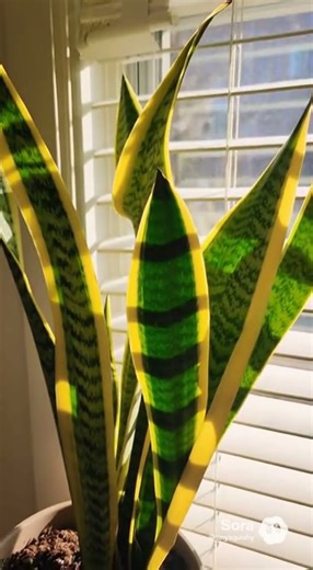 Golden Snake Plant Care | Dracaena trifasciata 'Laurentii' Spotlight