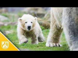 Eisbärbaby in Gelsenkirchen: Nanook erkundet das Außengelände