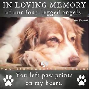 Dedicated to all the four-legged, furry angels who we have loved and lost. Thank you for teaching us unconditional love. 🐕🐾❤️ (Turn sound on for music 🔈) ... Let me know if you hear something towards the end of the video. | Steve Wentworth