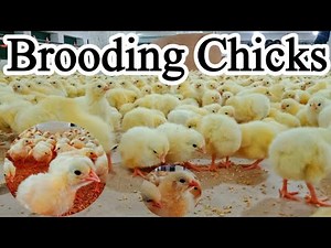 Your Complete Guide to Brooding Chicks | Dr. ARSHAD