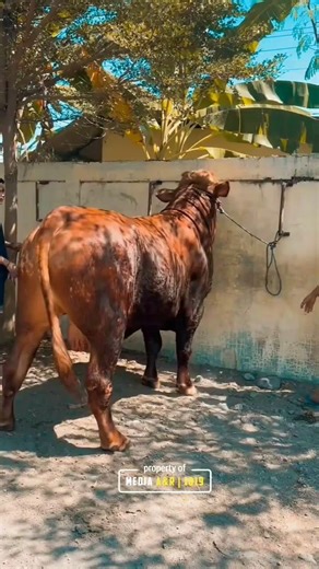 SAPI LIMOUSIN JUMBO SIAP POTONG UNTUK QURBAN/IDUL FITRI 2026 #sapingamuk #setiafarm #lbfn #shorts