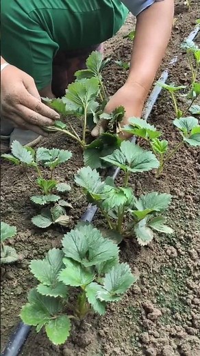 The process of cutting the leaves of the strawberry plant